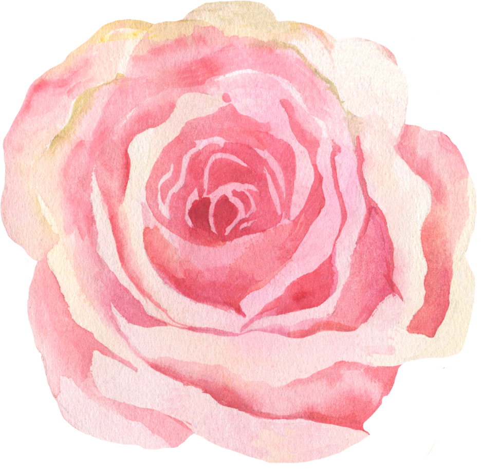 Pink Rose Illustration 